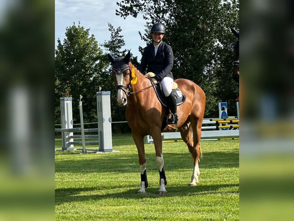Hannoveraan Merrie 5 Jaar 166 cm Vos in Elmlohe