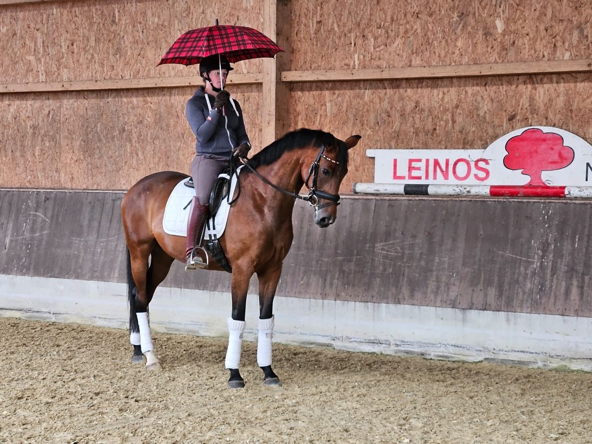 Hannoveraan Merrie 5 Jaar 167 cm Bruin in Neuhaus an der Oste