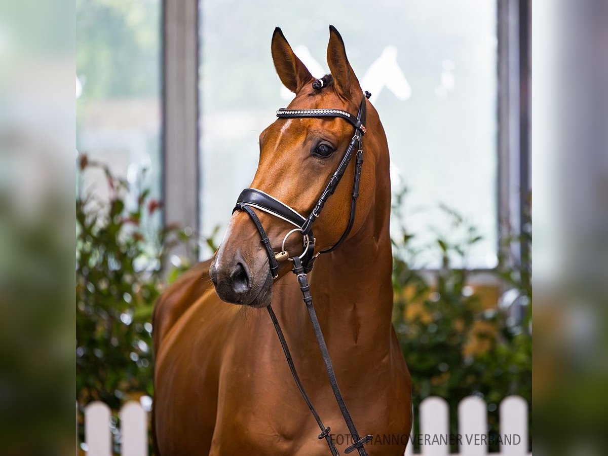 Hannoveraan Merrie 5 Jaar 167 cm Bruin in Verden