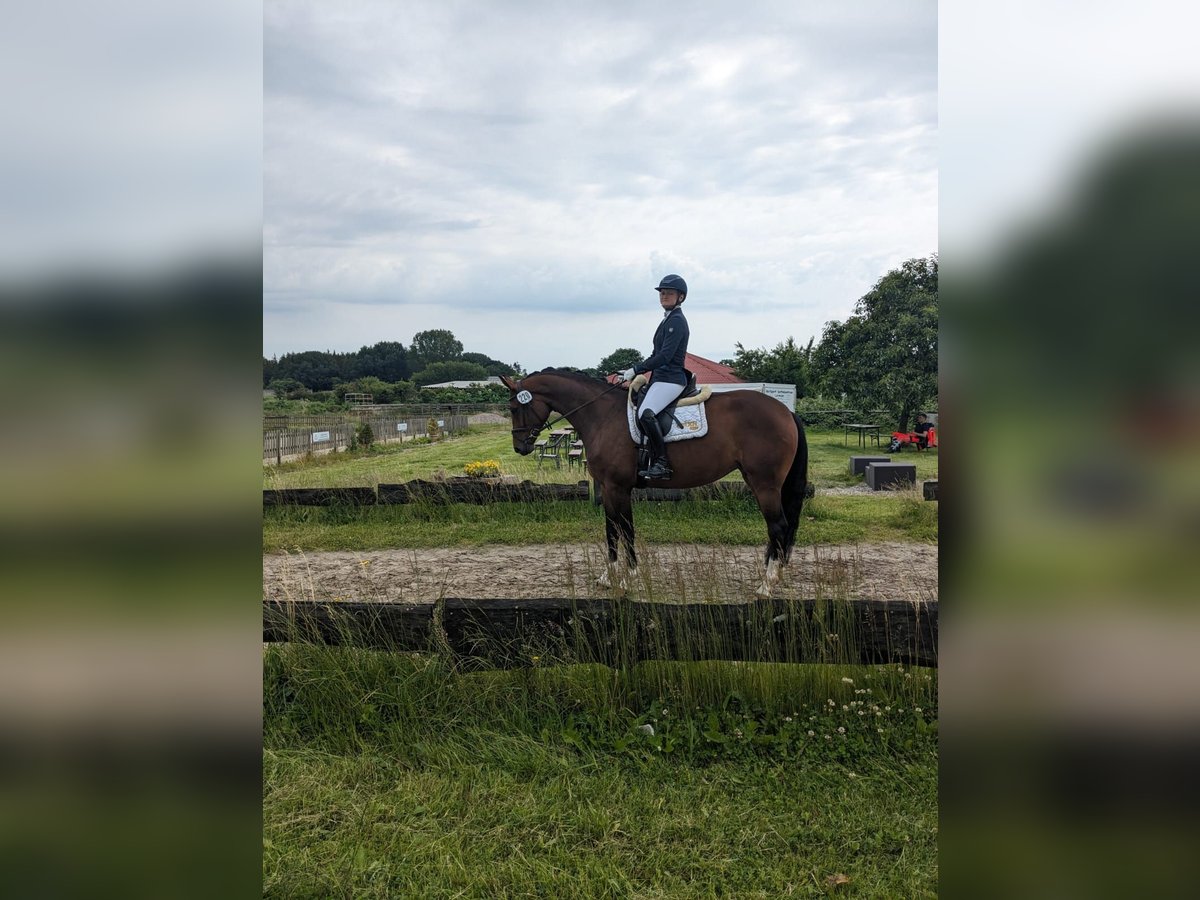 Hannoveraan Merrie 5 Jaar 167 cm in Felde