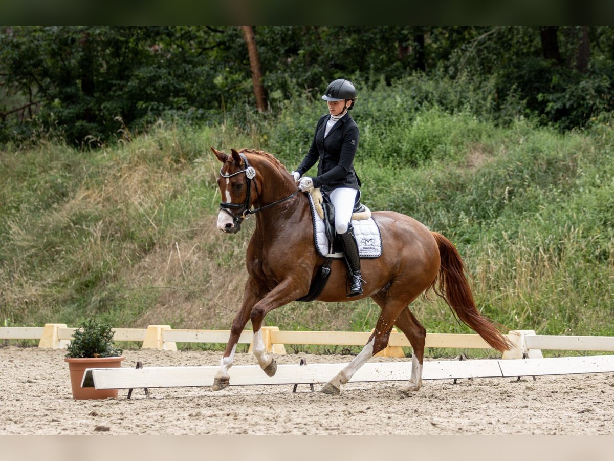 Hannoveraan Merrie 5 Jaar 167 cm Vos in Echem