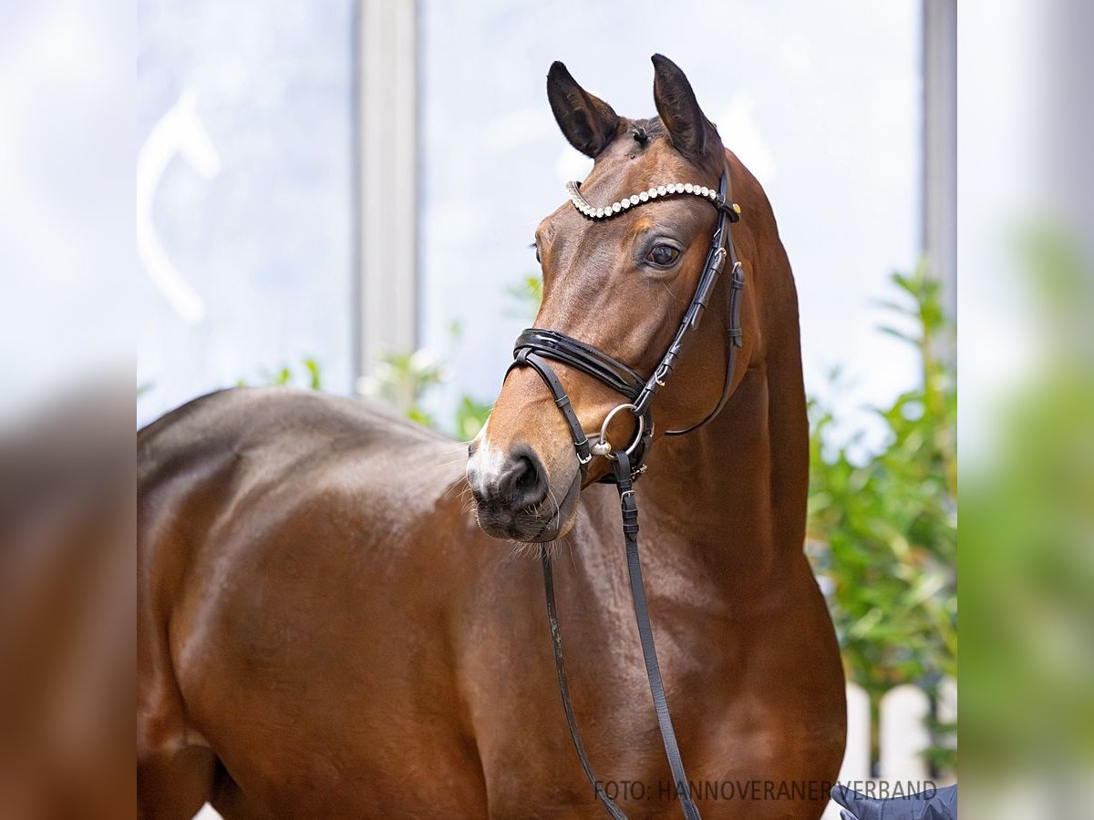 Hannoveraan Merrie 5 Jaar 168 cm Bruin in Verden