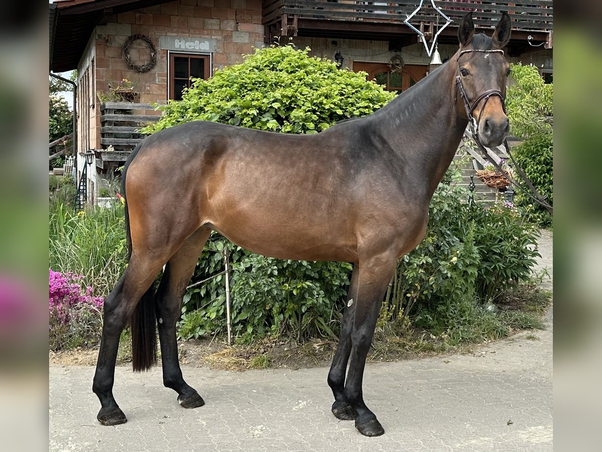 Hannoveraan Merrie 5 Jaar 168 cm Donkerbruin in Babenhausen