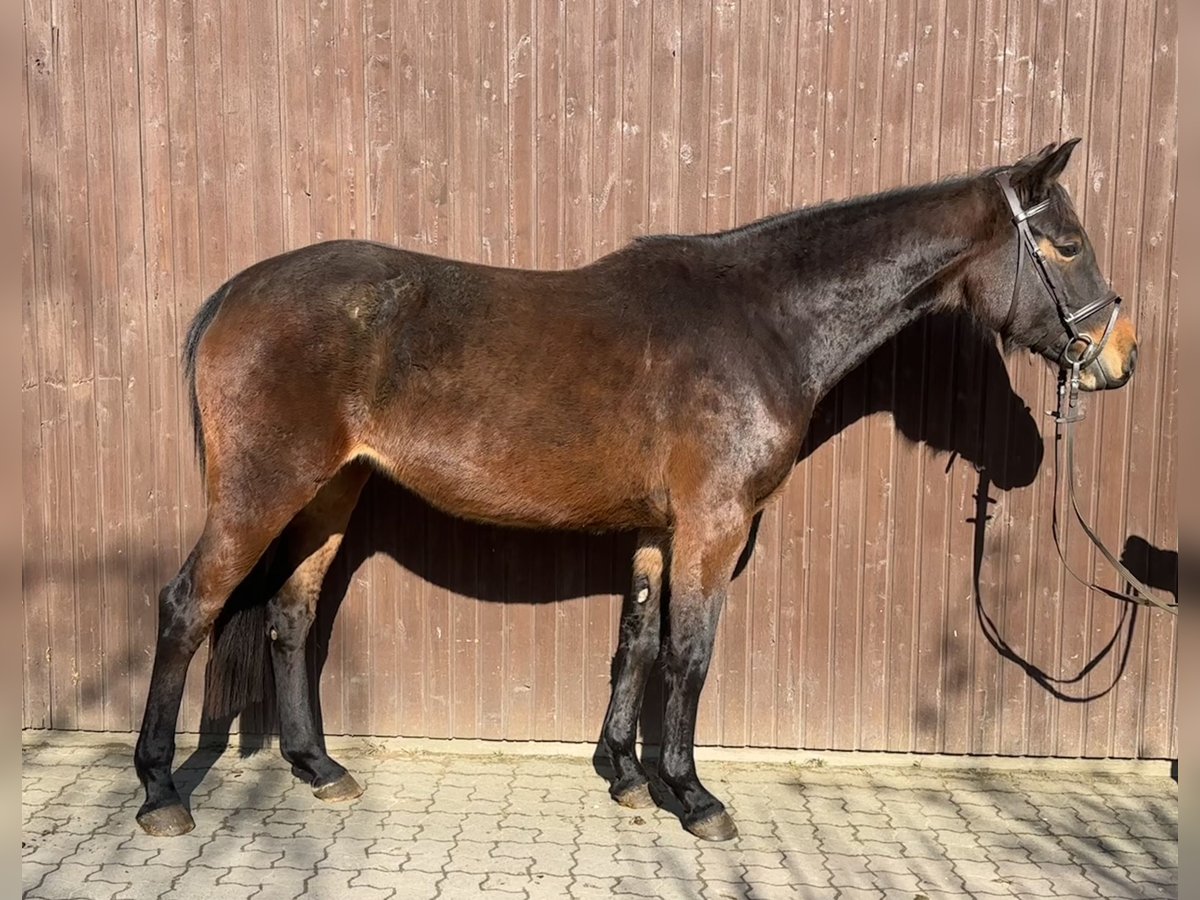 Hannoveraan Merrie 5 Jaar 168 cm Donkerbruin in Babenhausen