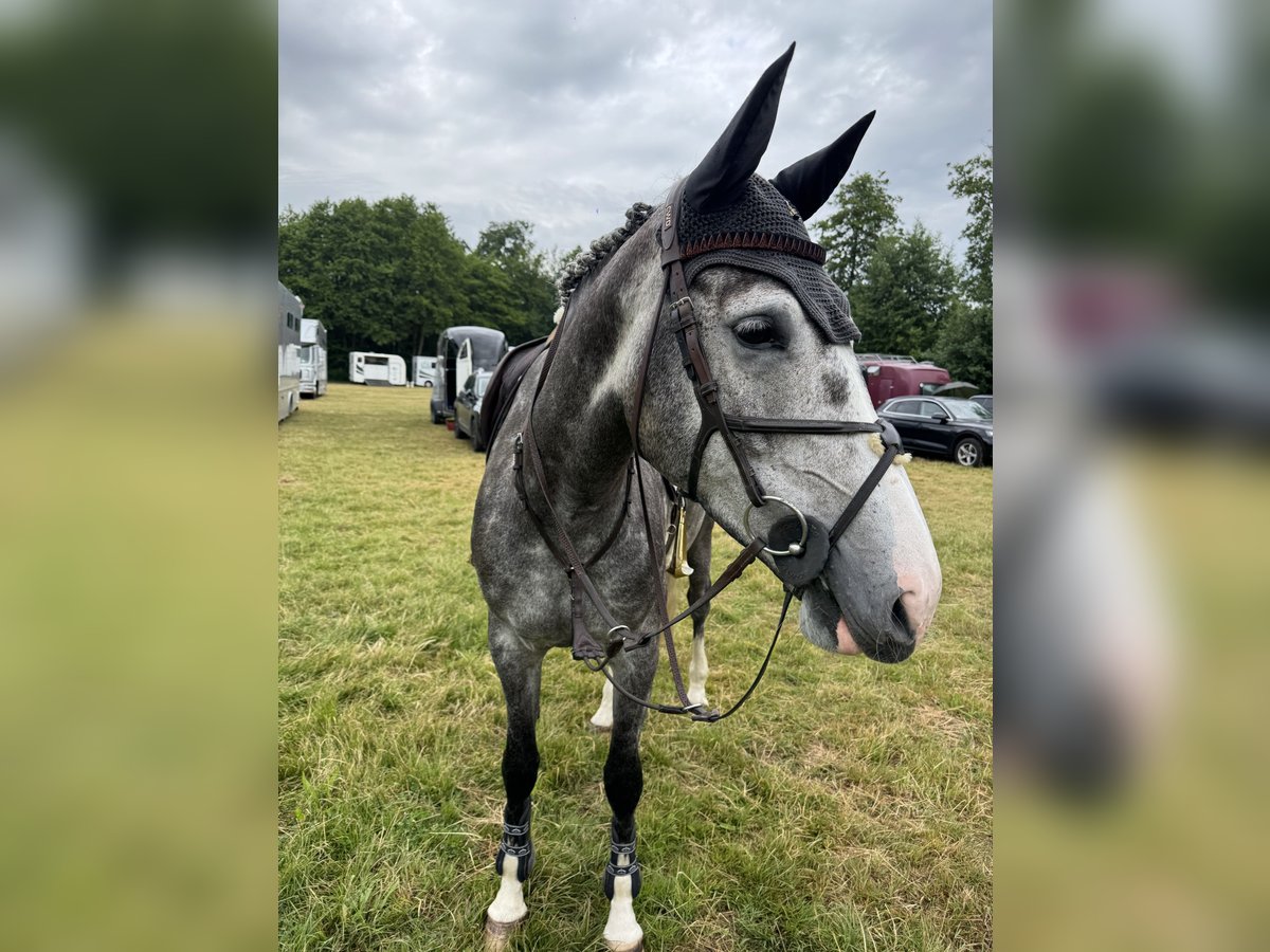 Hannoveraan Merrie 5 Jaar 168 cm Schimmel in Toppenstedt