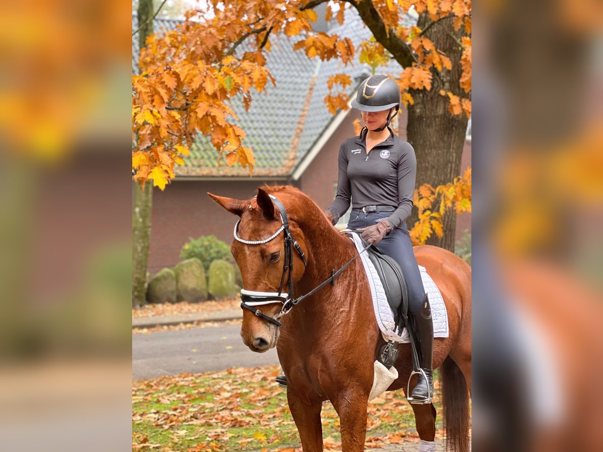 Hannoveraan Merrie 5 Jaar 168 cm Vos in Fredenbeck