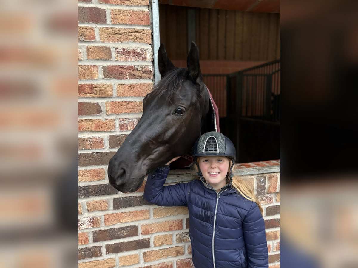 Hannoveraan Merrie 5 Jaar 168 cm Zwart in Westerkappeln