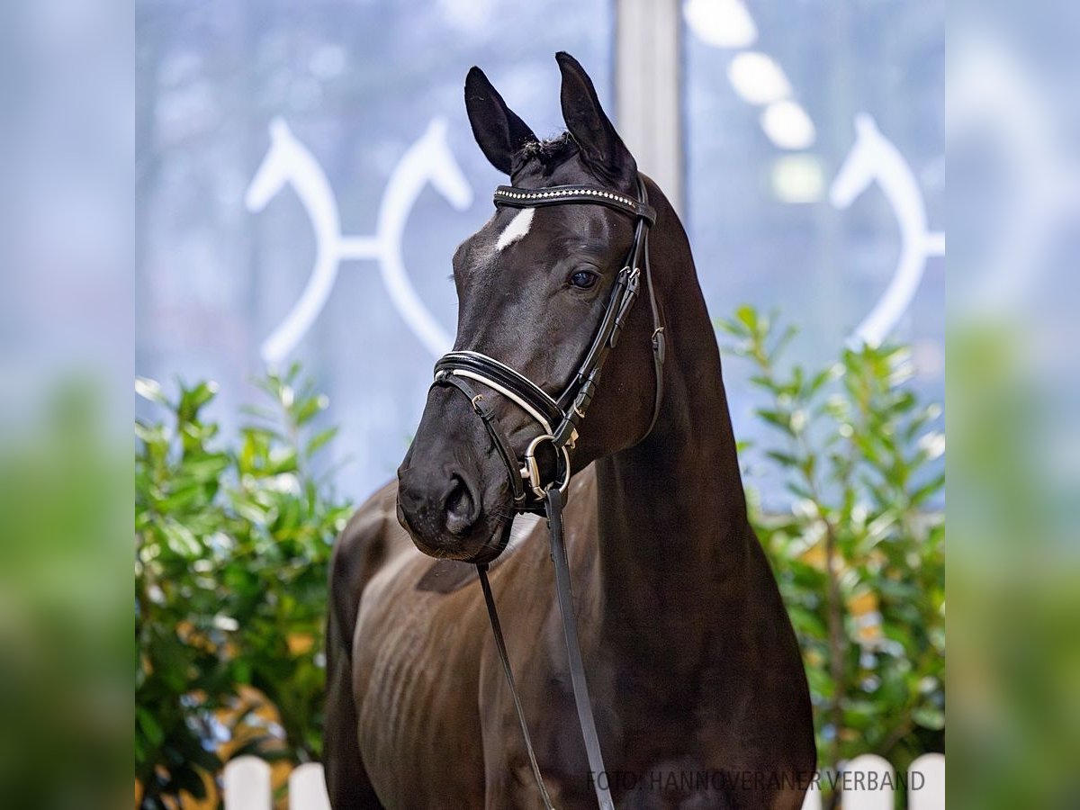 Hannoveraan Merrie 5 Jaar 168 cm Zwartbruin in Verden