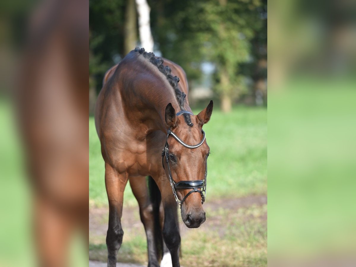 Hannoveraan Merrie 5 Jaar 169 cm Bruin in Lohne (Oldenburg)