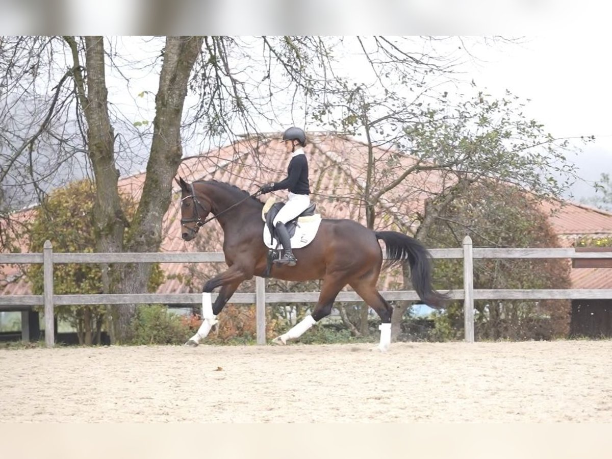 Hannoveraan Merrie 5 Jaar 169 cm Bruin in MoosachMoosach