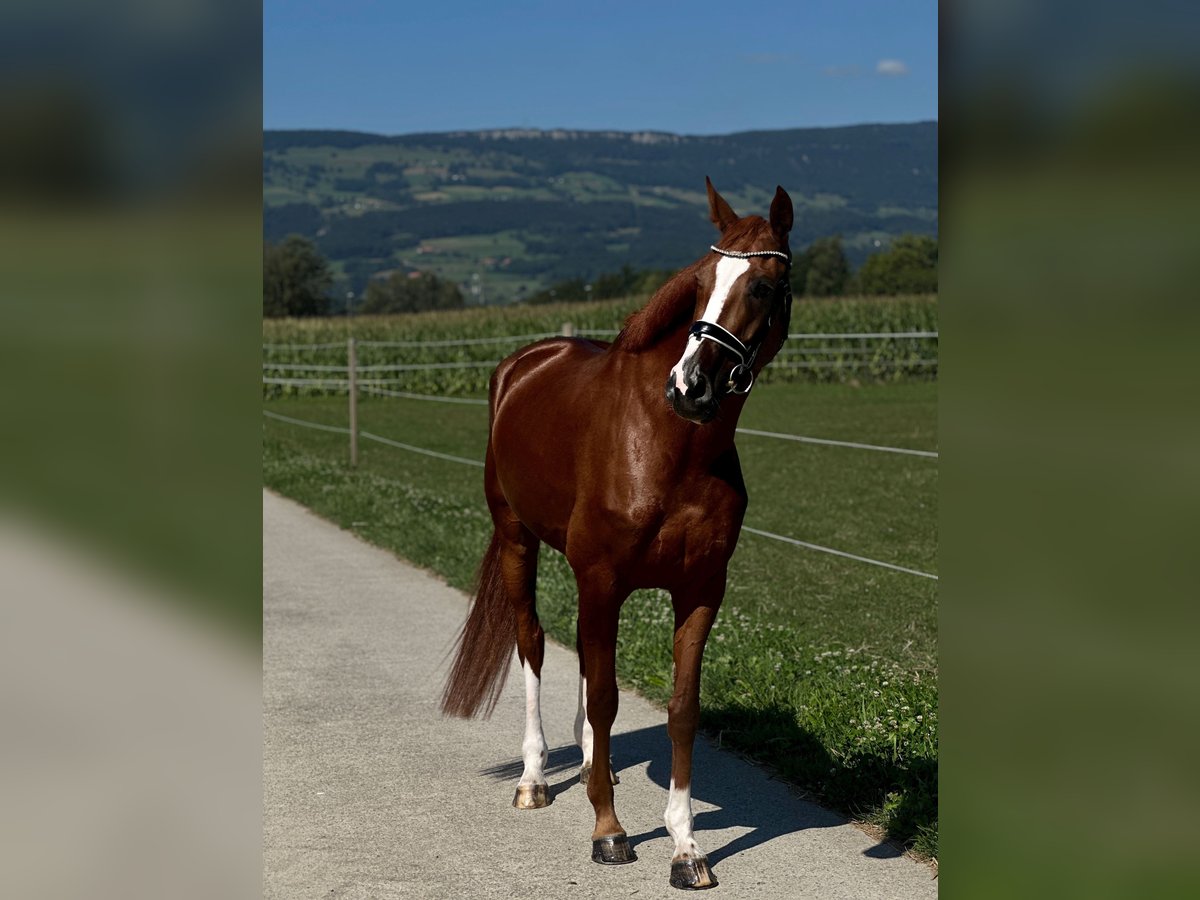 Hannoveraan Merrie 5 Jaar 169 cm Donkere-vos in Deitingen