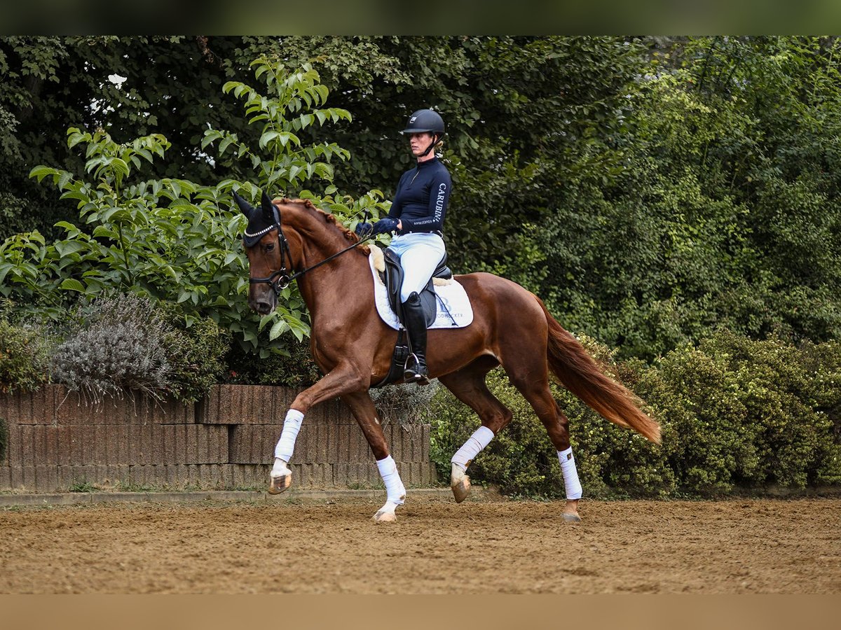 Hannoveraan Merrie 5 Jaar 169 cm Vos in Riedstadt