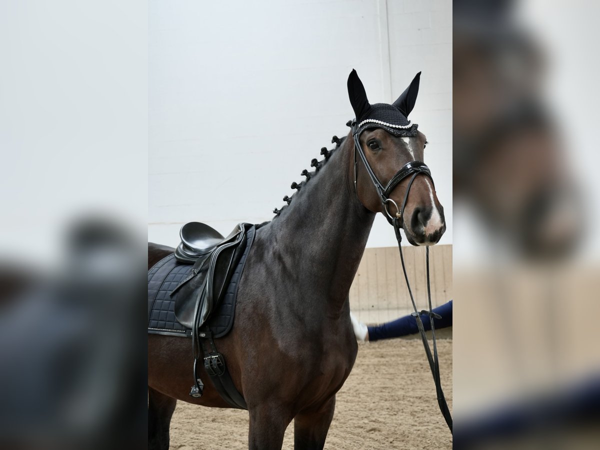 Hannoveraan Merrie 5 Jaar 170 cm Bruin in Dippoldiswalde