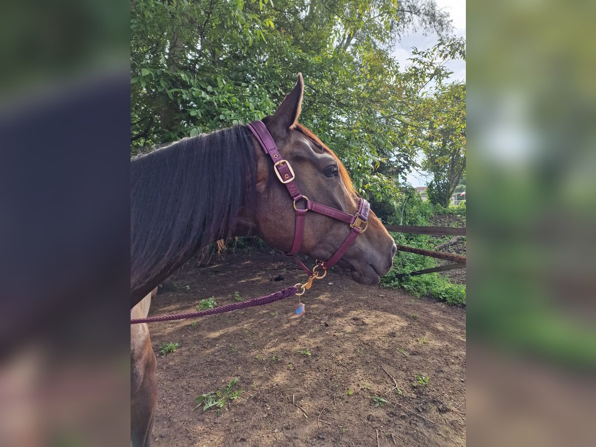 Hannoveraan Merrie 5 Jaar 170 cm Donkerbruin in Gnoien