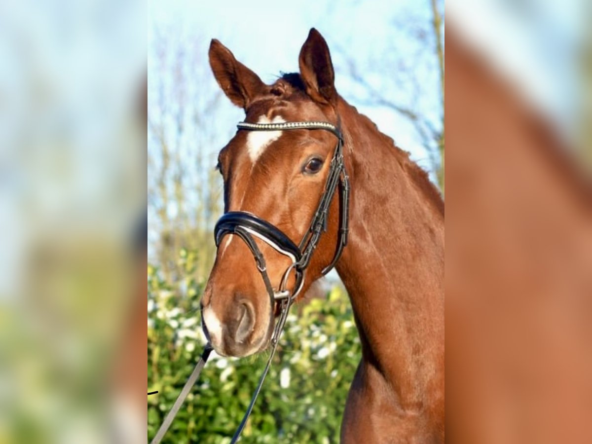 Hannoveraan Merrie 5 Jaar 170 cm Donkere-vos in Dallgow-D&#xF6;beritz