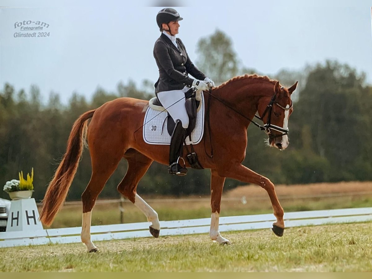 Hannoveraan Merrie 5 Jaar 170 cm Vos in Bremen