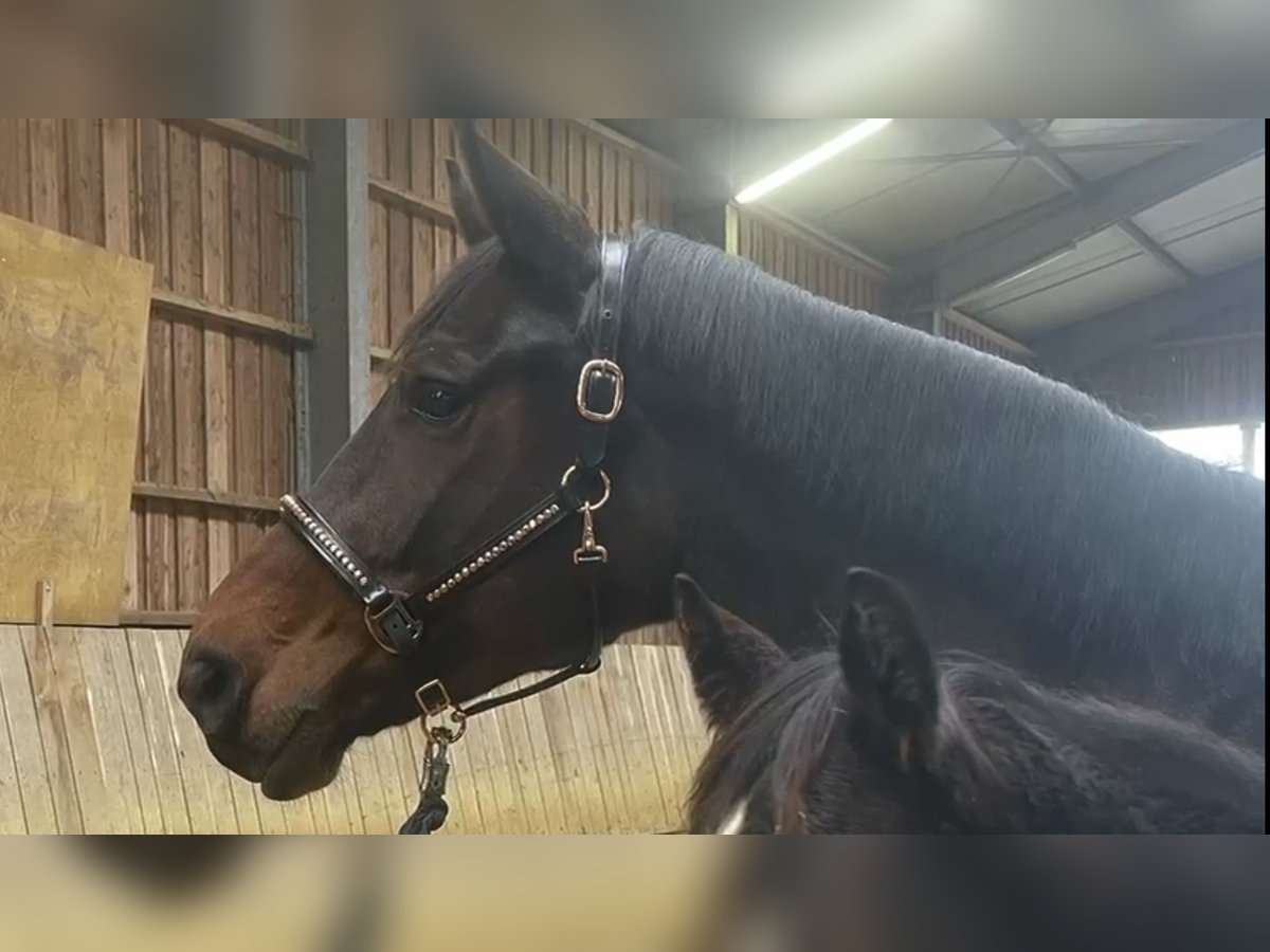 Hannoveraan Merrie 5 Jaar 171 cm Bruin in Vlotho