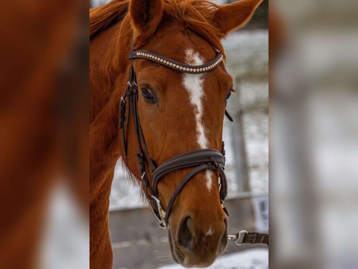 Hannoveraan Merrie 5 Jaar 171 cm Vos in Hennweiler