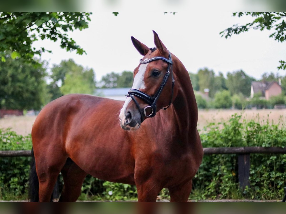 Hannoveraan Merrie 5 Jaar 172 cm Bruin in Adelheidsdorf