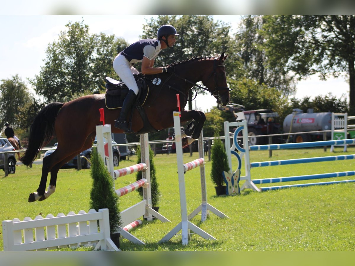Hannoveraan Merrie 5 Jaar 172 cm Bruin in Maasen