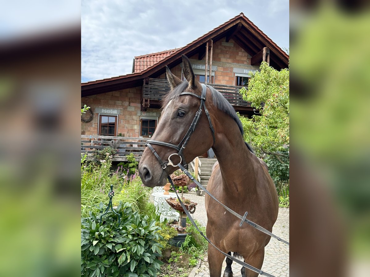 Hannoveraan Merrie 5 Jaar 172 cm Bruin in Babenhausen-Hergershausen
