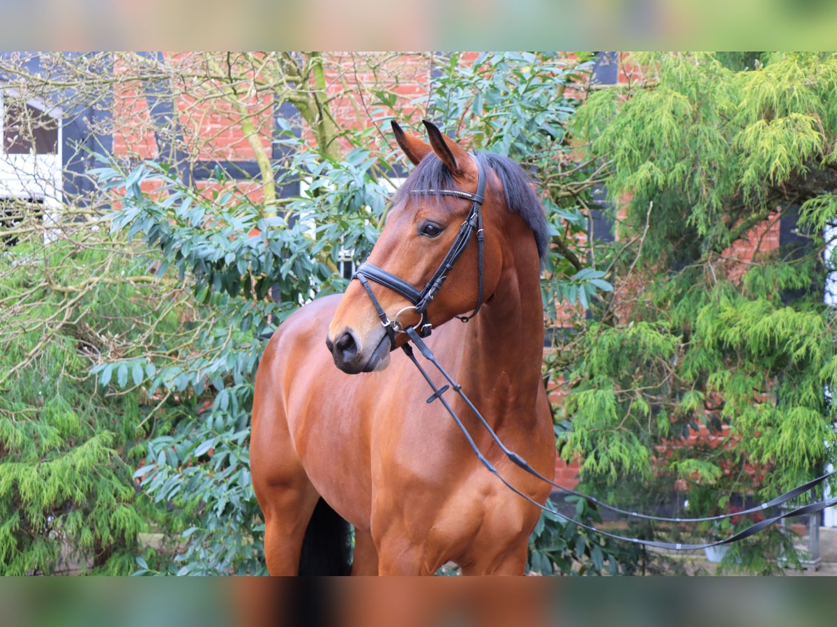 Hannoveraan Merrie 5 Jaar 172 cm Donkerbruin in Langlingen