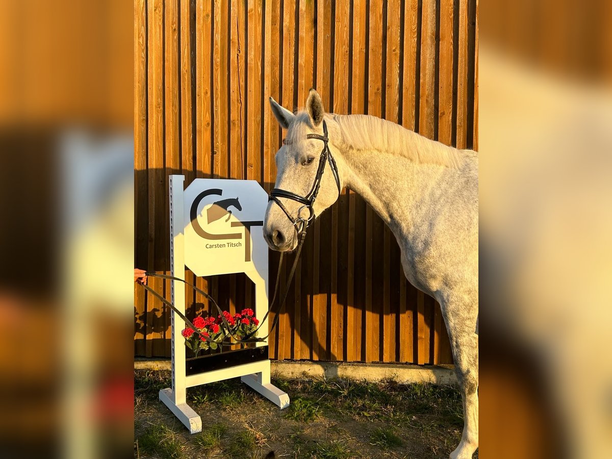 Hannoveraan Merrie 5 Jaar 172 cm Schimmel in Uetze