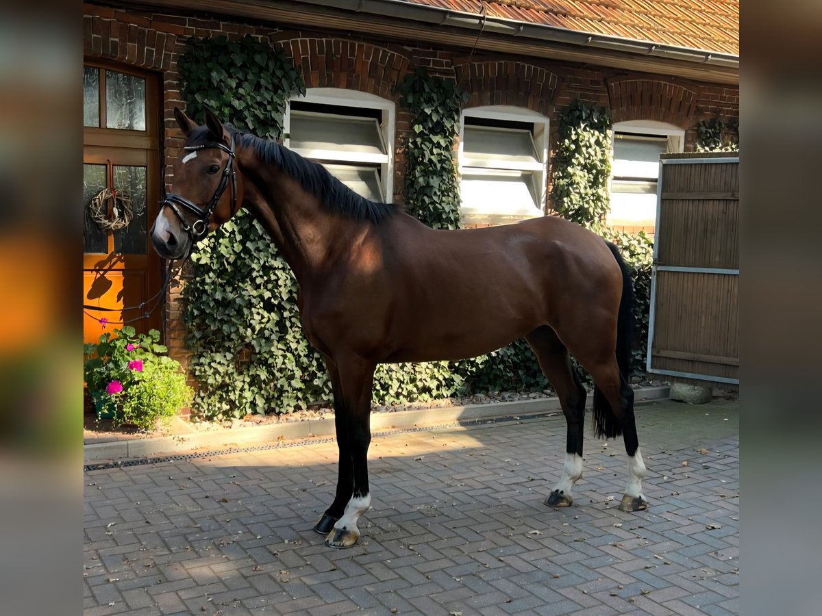 Hannoveraan Merrie 5 Jaar 173 cm Bruin in Maasen