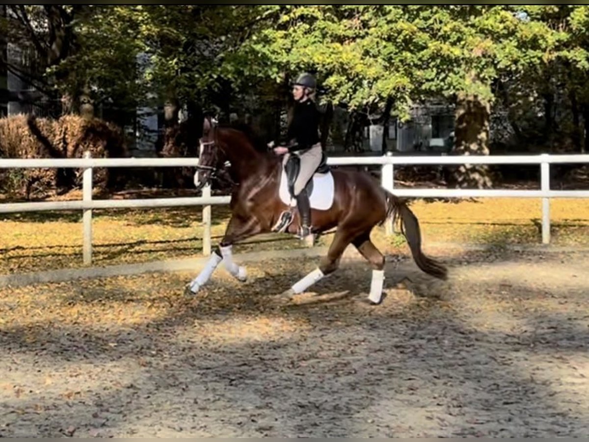Hannoveraan Merrie 5 Jaar 173 cm Donkere-vos in Hamm