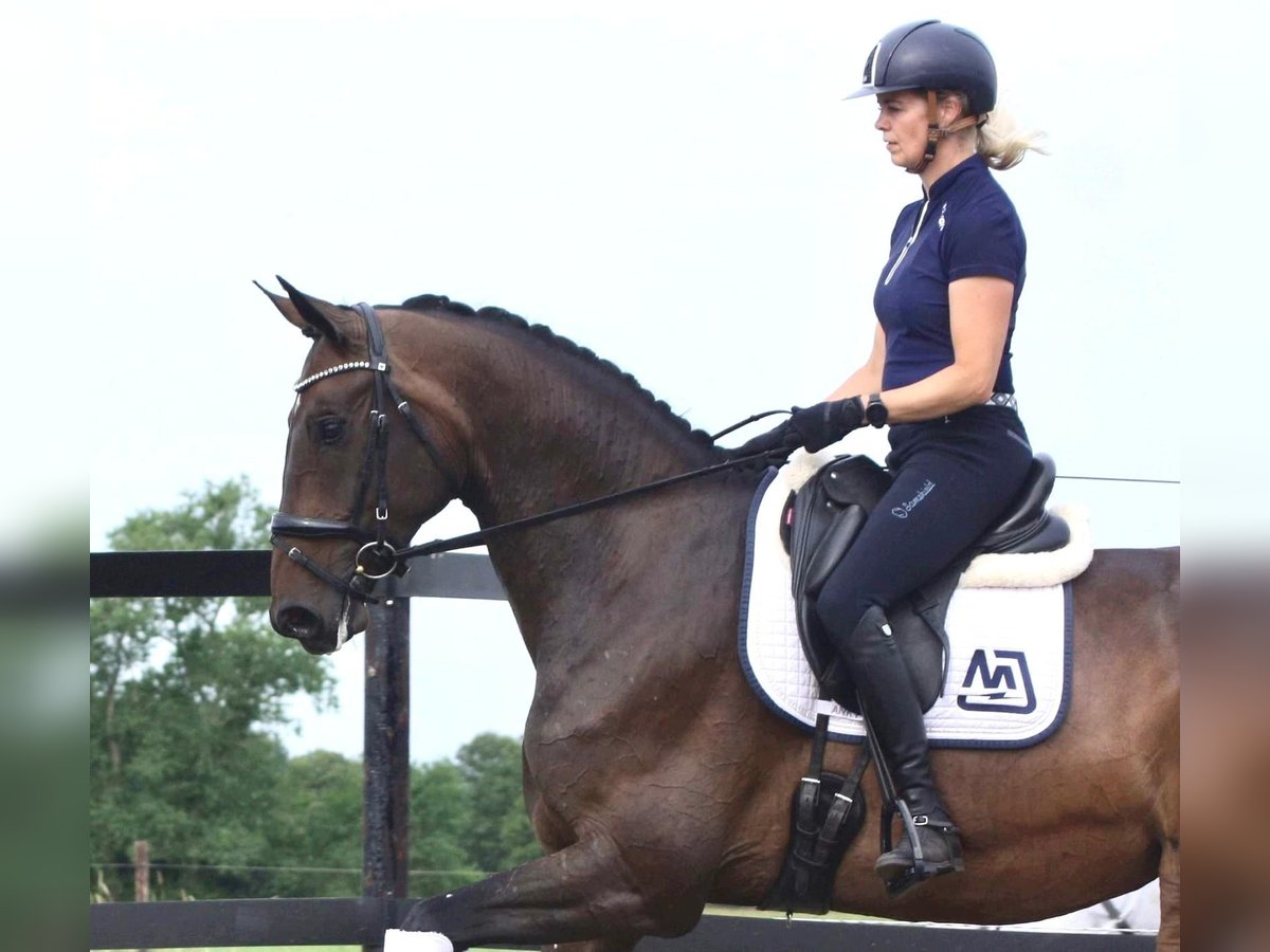 Hannoveraan Merrie 5 Jaar 174 cm Bruin in Nieuwleusen