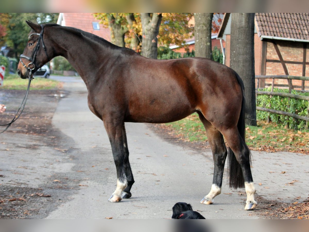 Hannoveraan Merrie 5 Jaar 174 cm Bruin in Kutenholz