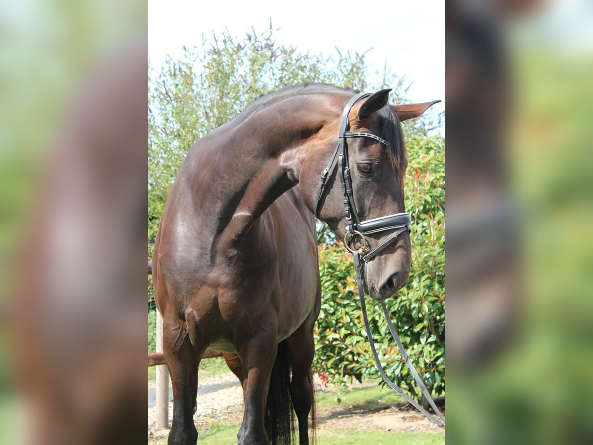 Hannoveraan Merrie 5 Jaar 175 cm Donkerbruin in Hamersen