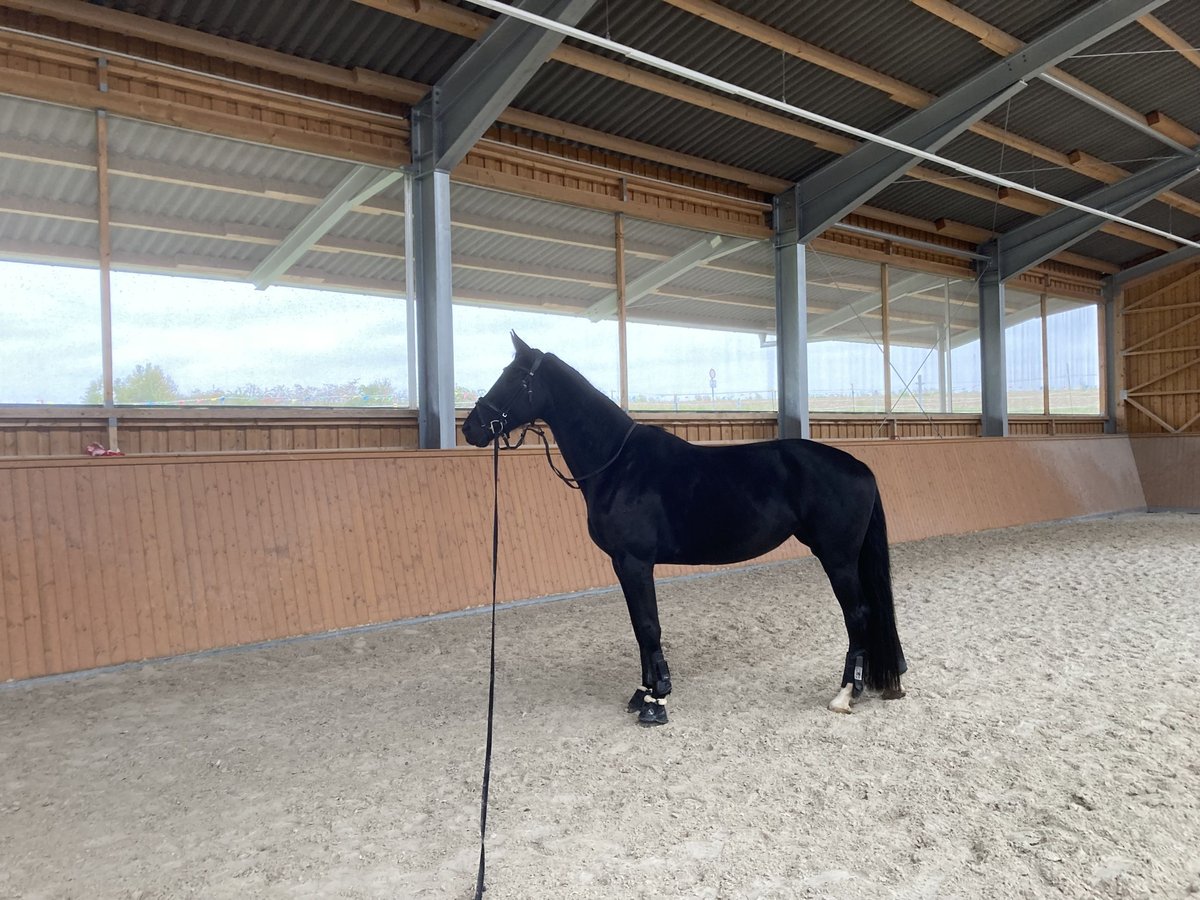 Hannoveraan Merrie 5 Jaar 175 cm Zwart in W&#xFC;rzburg