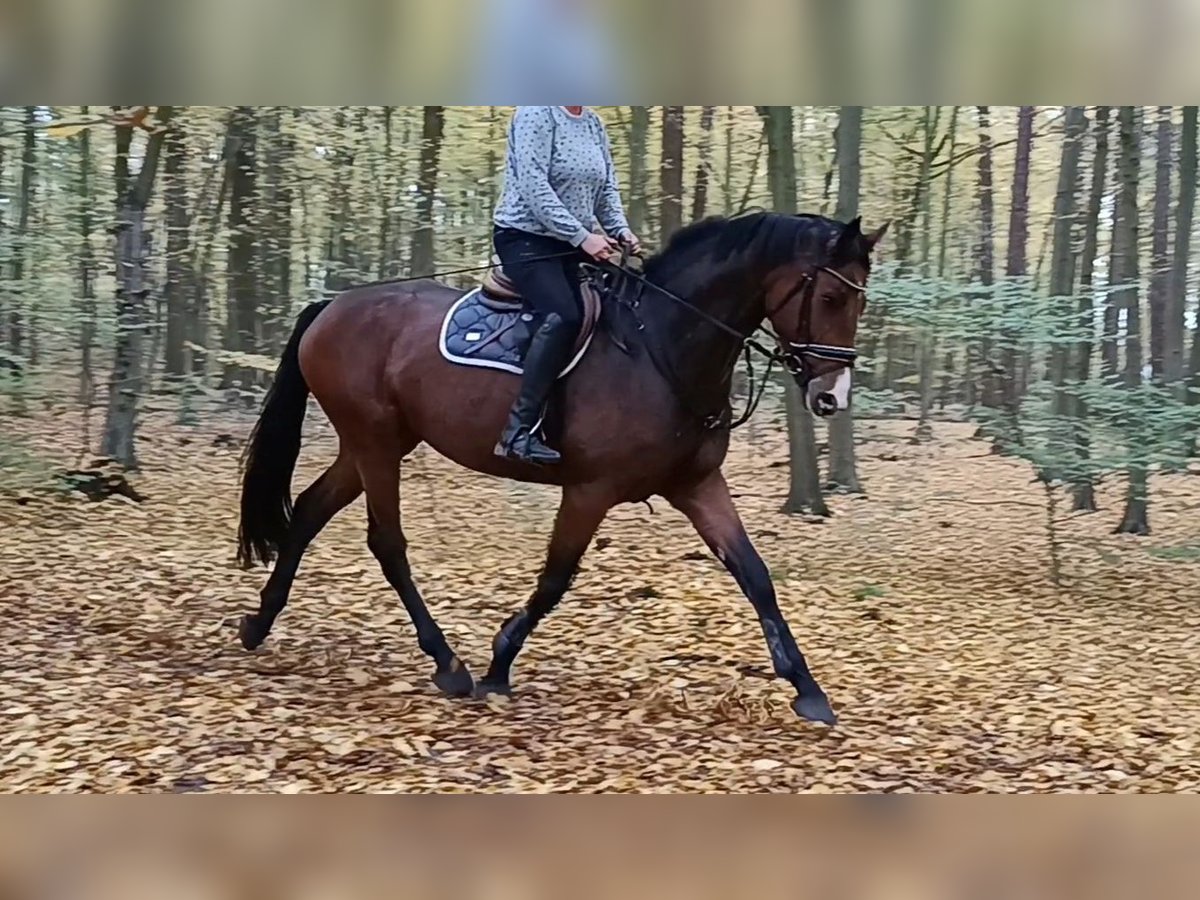 Hannoveraan Merrie 5 Jaar 176 cm Donkerbruin in Braunschweig