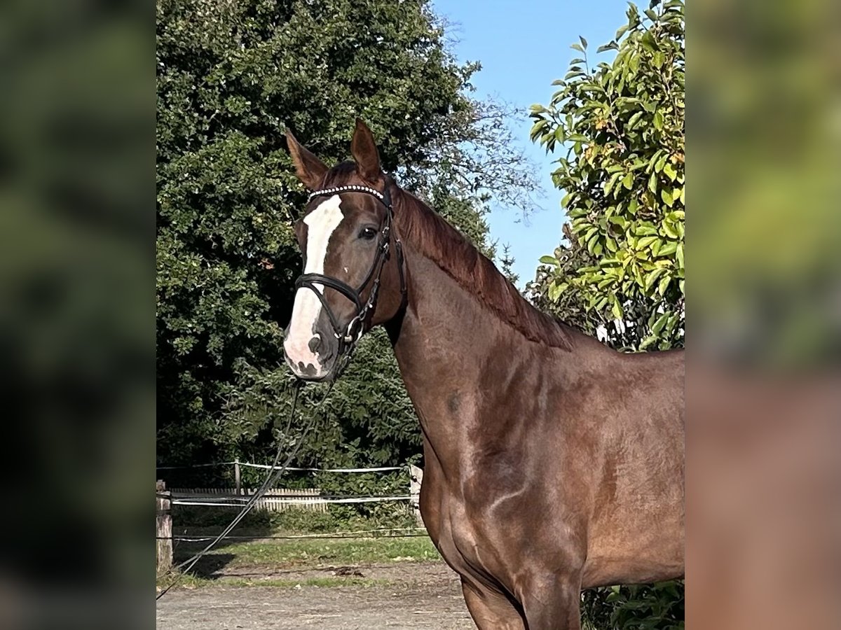 Hannoveraan Merrie 5 Jaar 176 cm Donkere-vos in Siedenburg