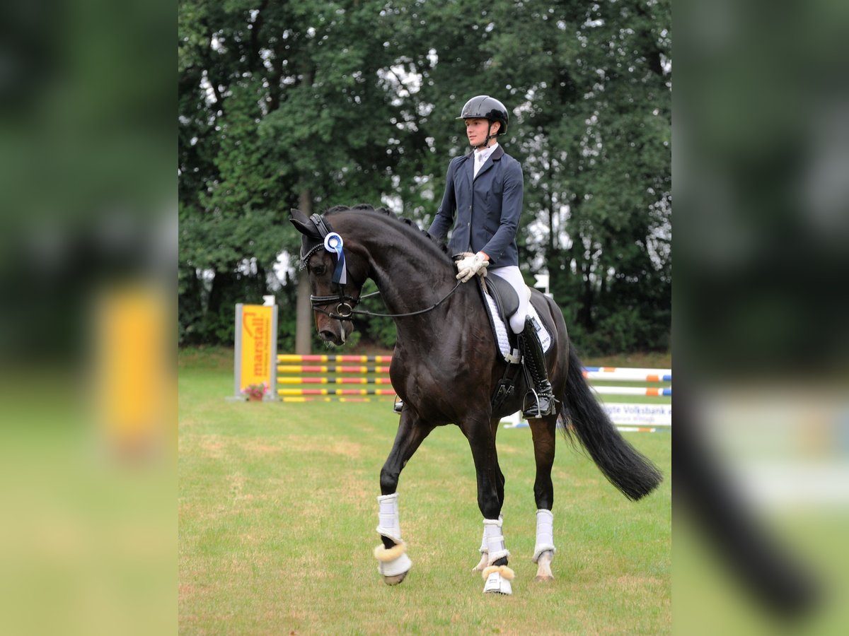 Hannoveraan Merrie 5 Jaar 178 cm Zwartbruin in Freren