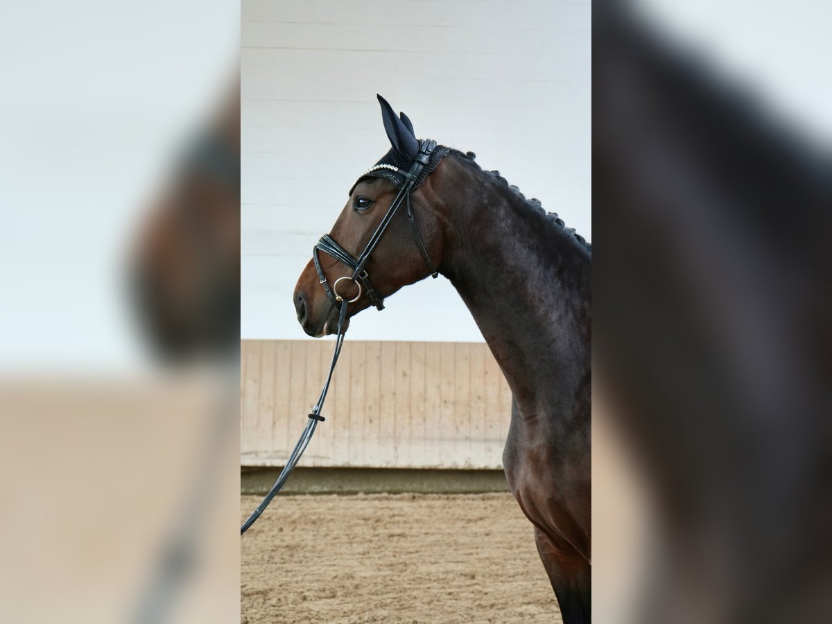 Hannoveraan Merrie 5 Jaar in Glash&#xFC;tte