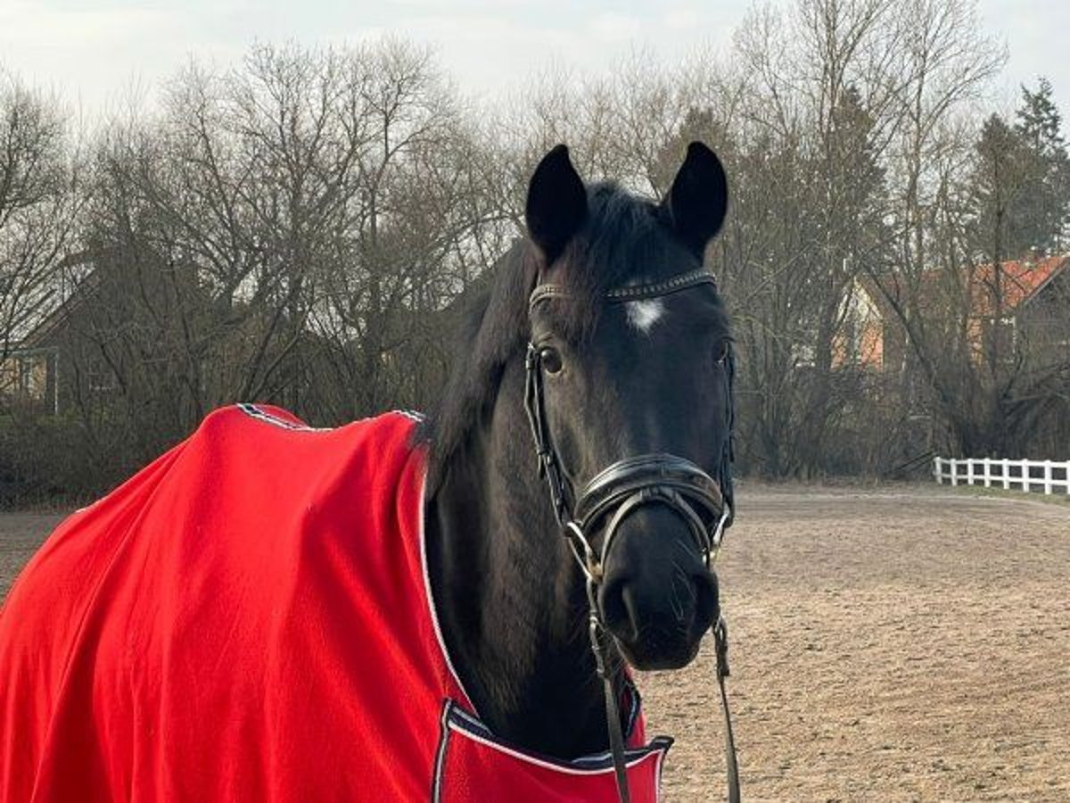 Hannoveraan Merrie 5 Jaar Zwart in Verden (Aller)