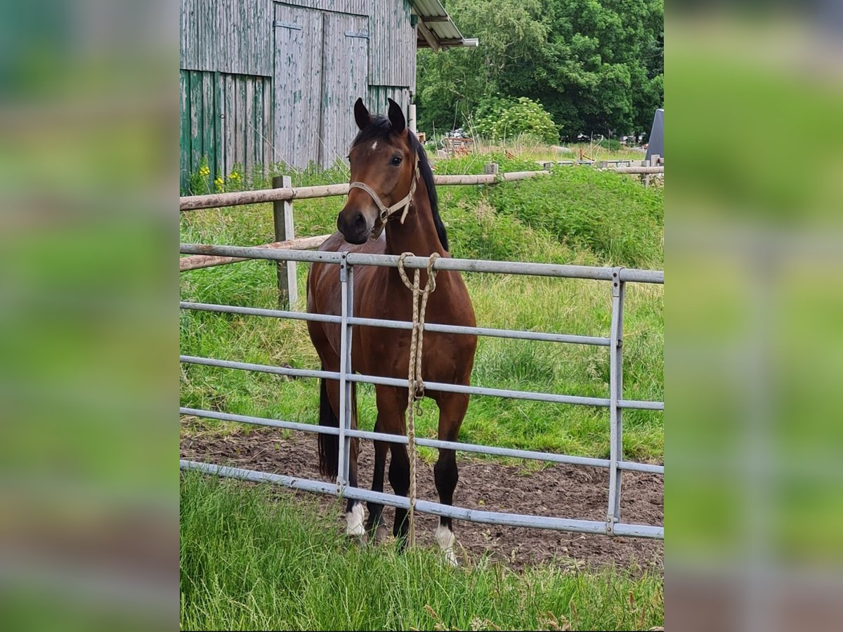 Hannoveraan Merrie 6 Jaar 156 cm Donkerbruin in Osterbruch