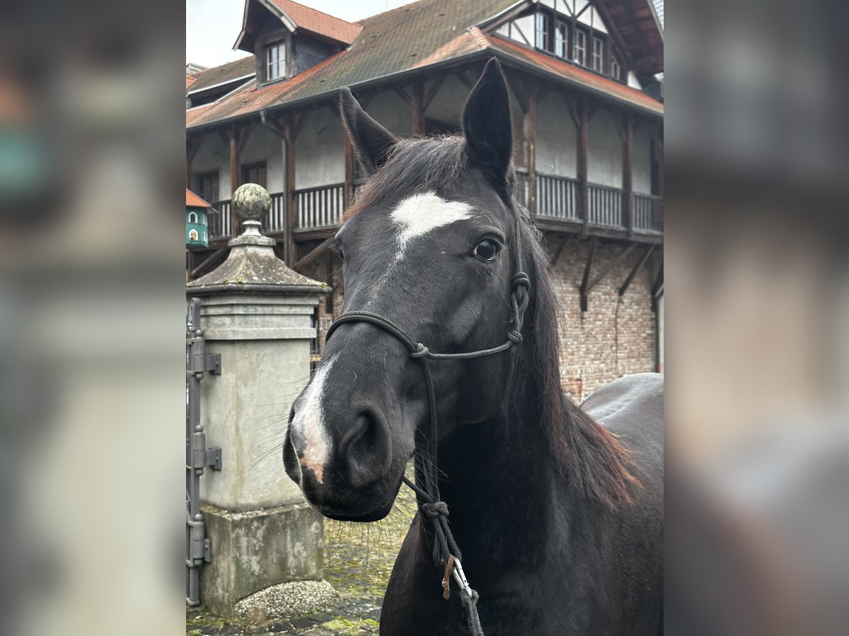 Hannoveraan Merrie 6 Jaar 160 cm Zwart in Leichlingen