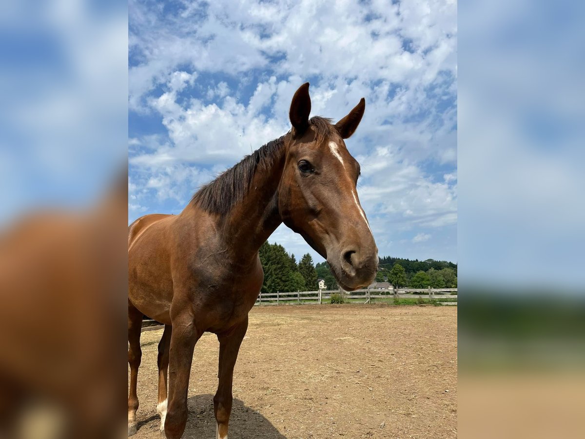 Hannoveraan Merrie 6 Jaar 162 cm Donkere-vos in Himmelkron