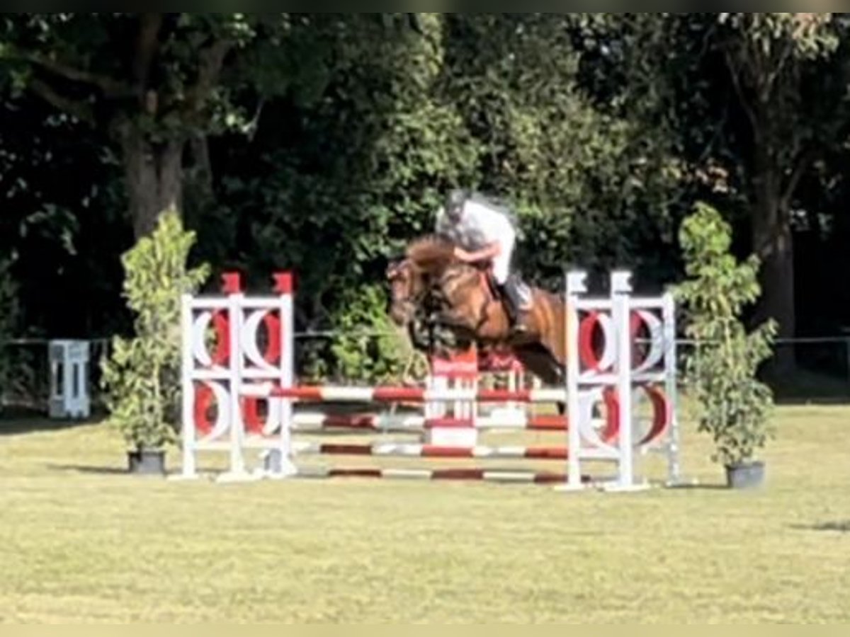 Hannoveraan Merrie 6 Jaar 164 cm Bruin in Sauldorf