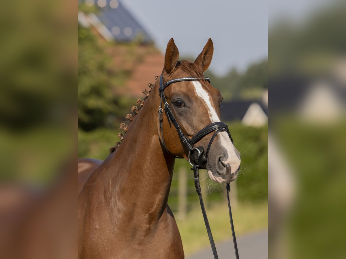 Hannoveraan Merrie 6 Jaar 164 cm Vos in Bad Bentheim