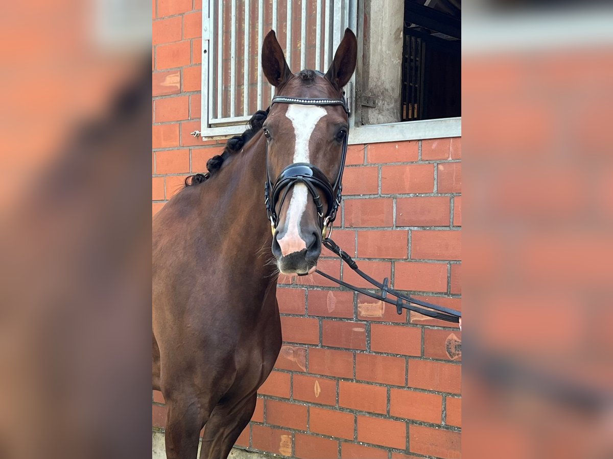 Hannoveraan Merrie 6 Jaar 165 cm Donkere-vos in Reichenau