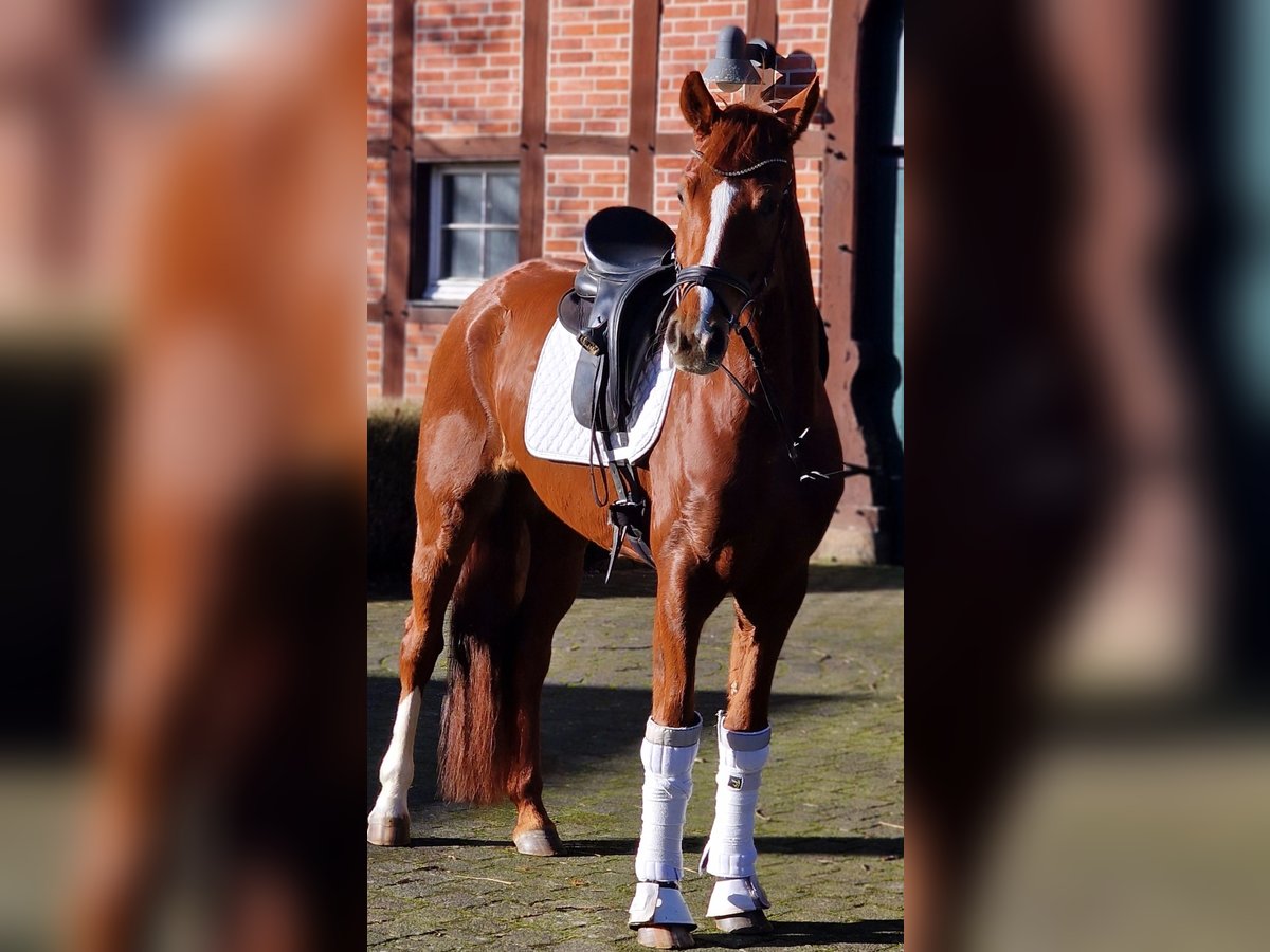 Hannoveraan Merrie 6 Jaar 165 cm Vos in Warendorf