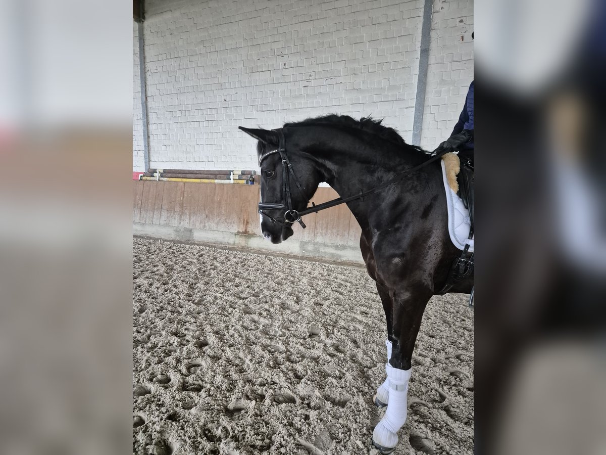 Hannoveraan Merrie 6 Jaar 165 cm Zwart in Wunstorf