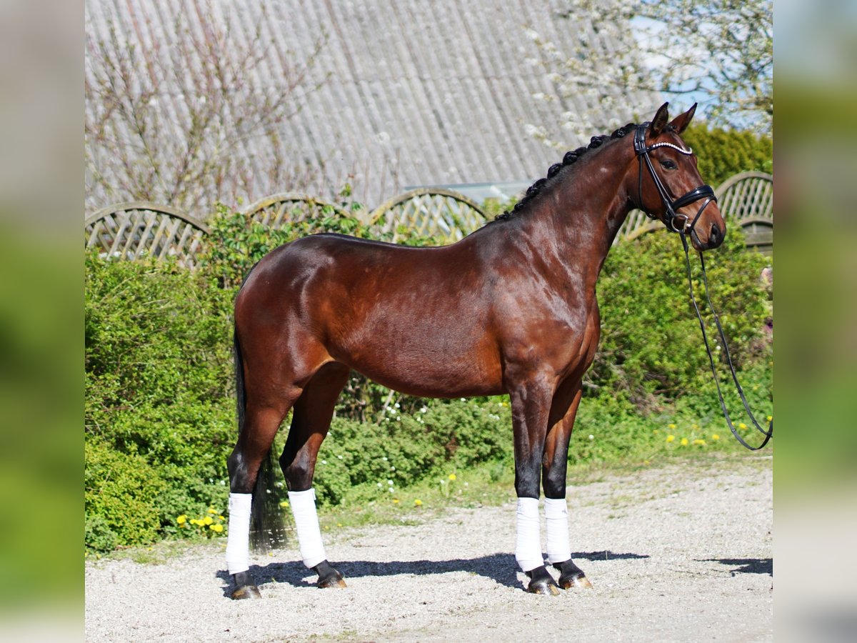 Hannoveraan Merrie 6 Jaar 166 cm Bruin in Hohenfelde