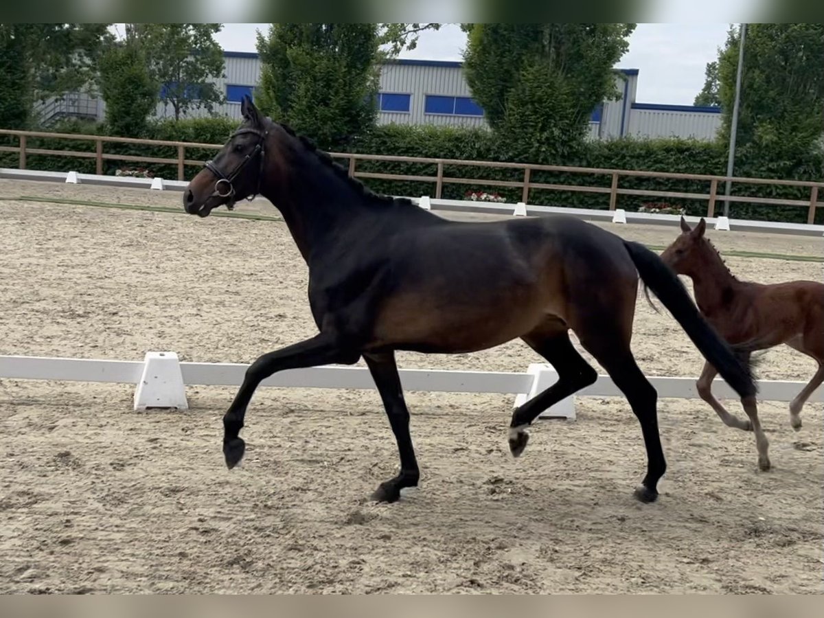 Hannoveraan Merrie 6 Jaar 166 cm Donkerbruin in Hage