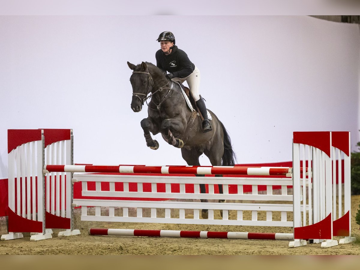 Hannoveraan Merrie 6 Jaar 166 cm Donkerbruin in Waddinxveen