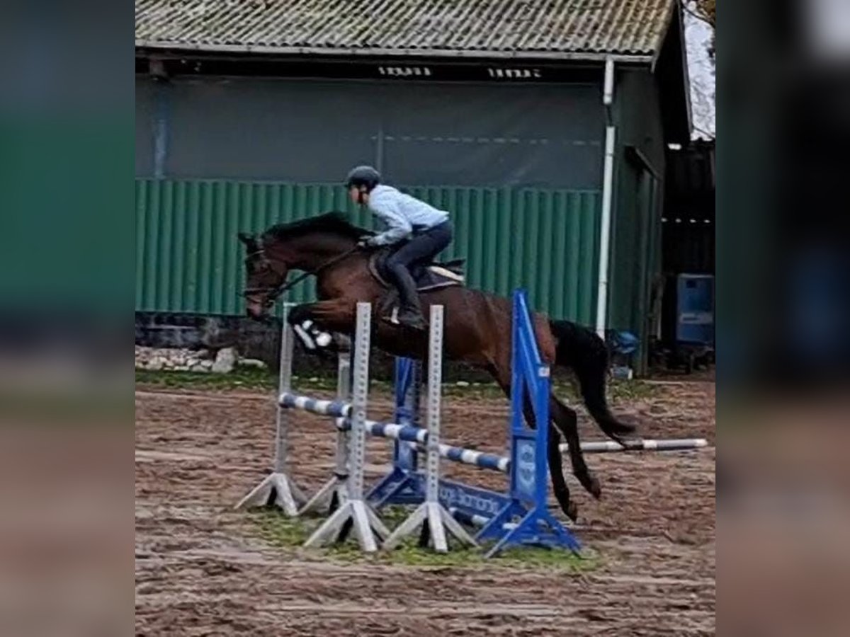 Hannoveraan Merrie 6 Jaar 167 cm Bruin in Geestland